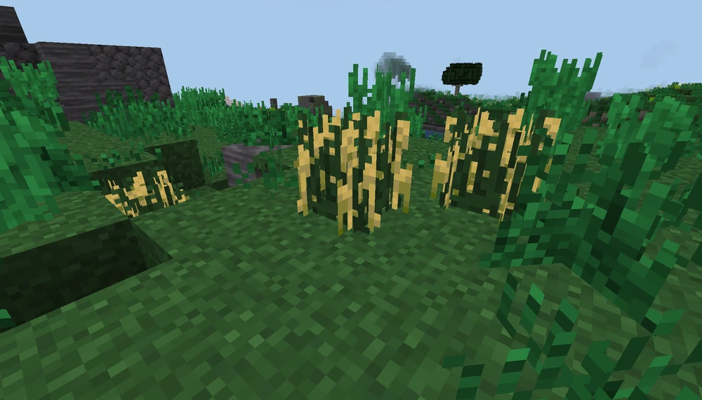 Wild_Wheat