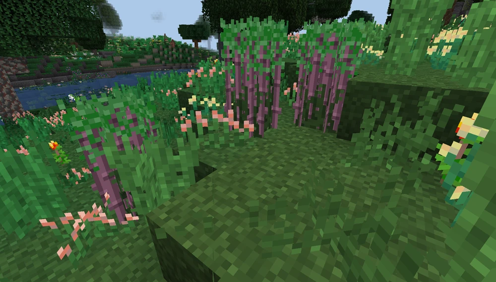 Wild_Sugarcane