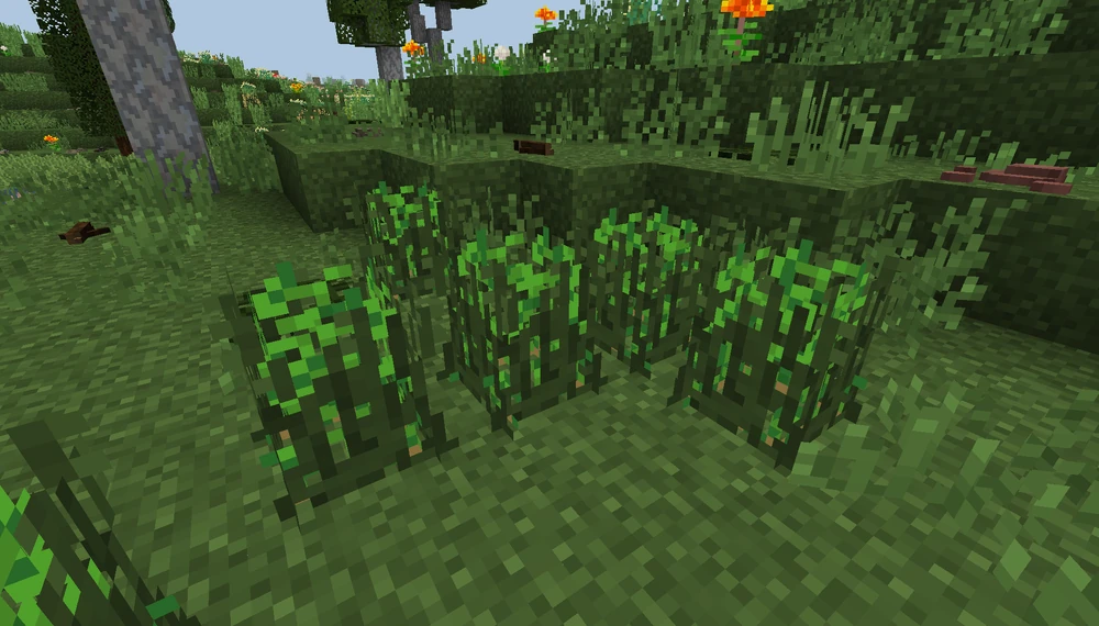Wild_Potato