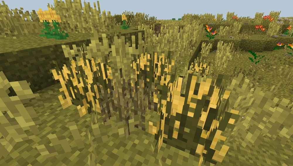 Wild_Oat